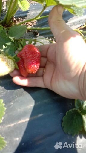 Продаем саженцы малины, смородины и клубники