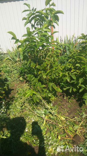 Саженцы грецкого ореха