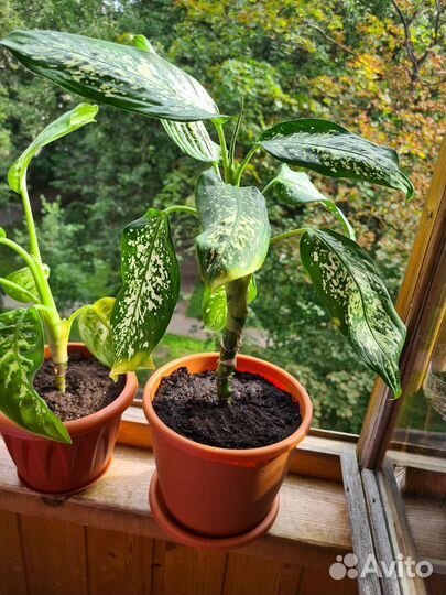 Диффенбахия