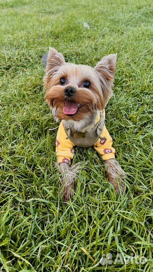 Йоркширский терьер вязка бесплатно