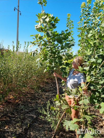 Липа Берёза Клён Рябина