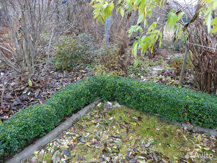 Декоративные деревья и кустарники