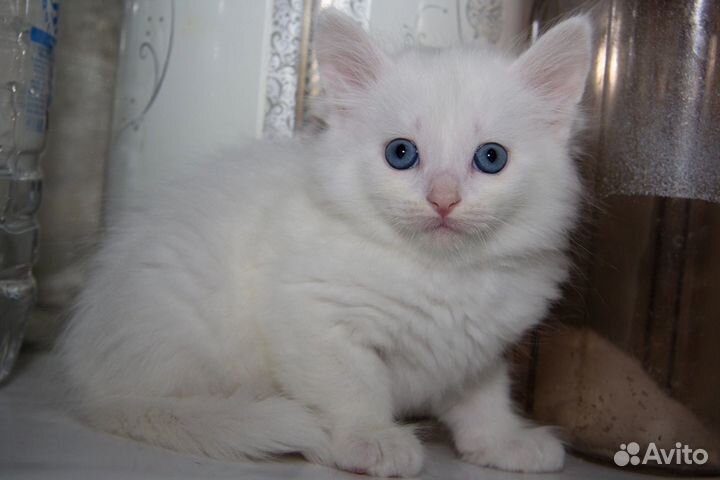 Котята сибирские