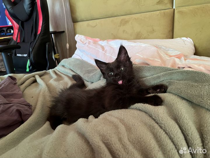 Котята Мейн кун девочка черный дым