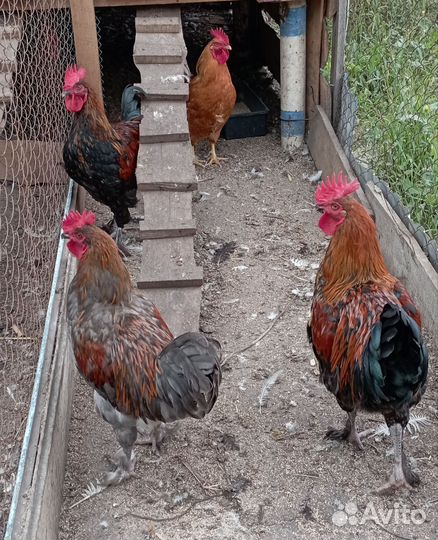 Петухи