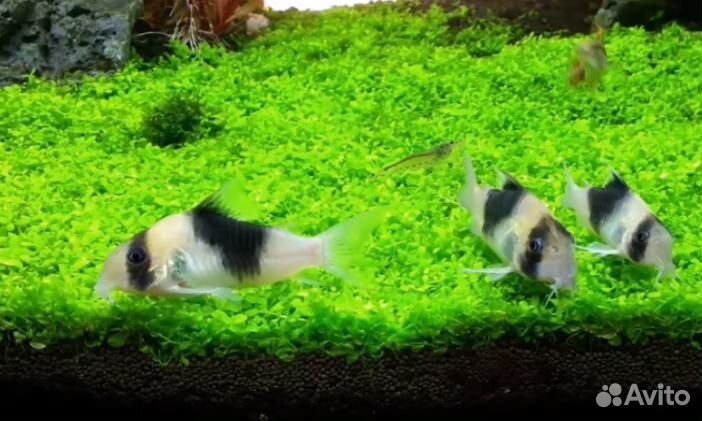 Коридорас Cw051 (Corydoras Sp Cw-51)