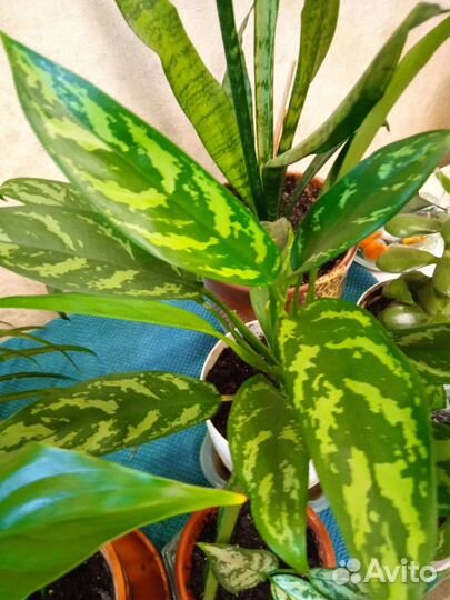 Комнатные цветы