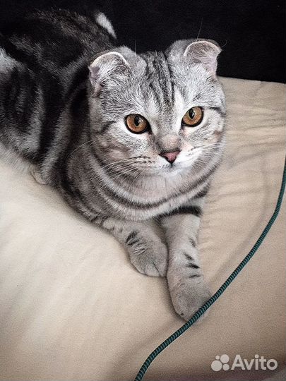 Шотландский вислоухий кот на вязку