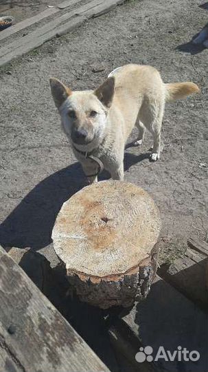 Собака стерилизованная