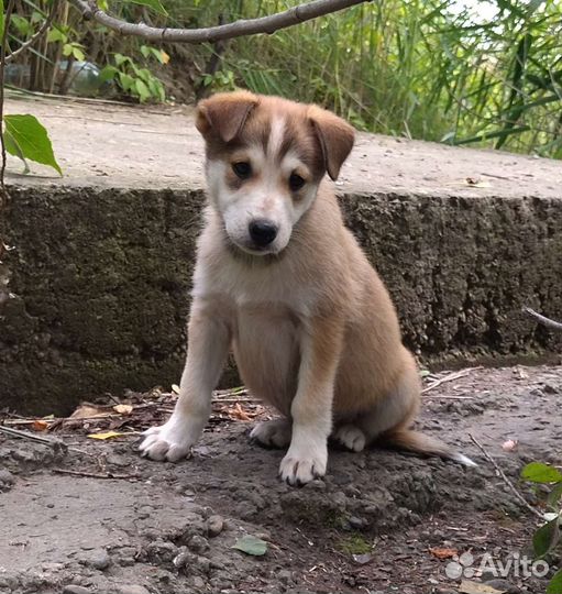 Серьёзный малыш в поиске семьи
