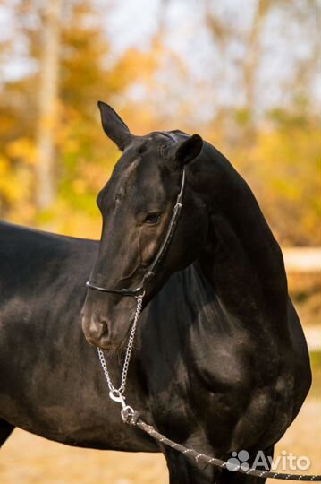 Ахалтекинский жеребец