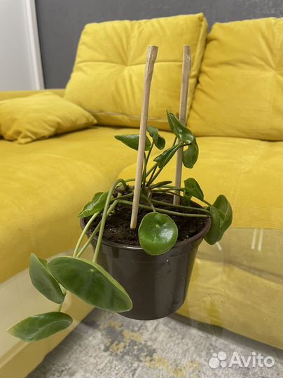 Пилея пеперомиевидная