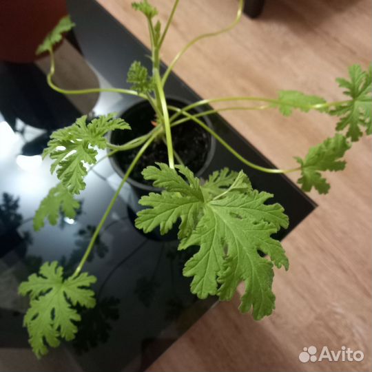 Пеларгония Мята- лимон