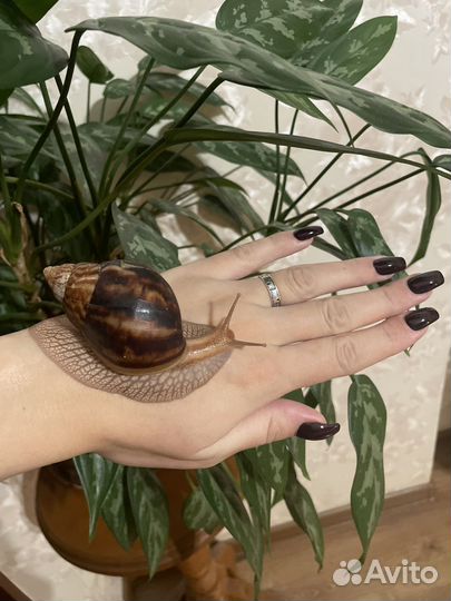 Улитки ахатины