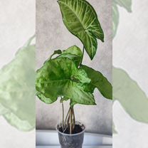 Сингониум Вайт батерфляй