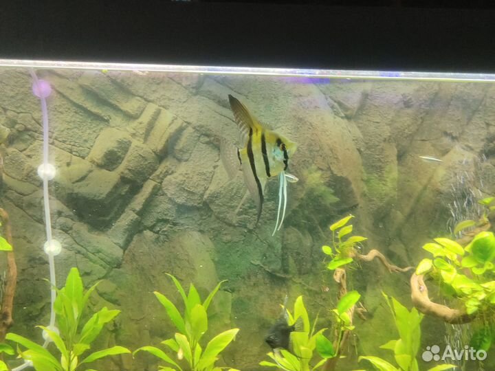 Аквариумные рыбки