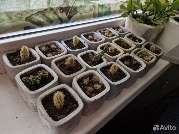 Комнатные цветы, драцена, золотой ус, хлорофитум