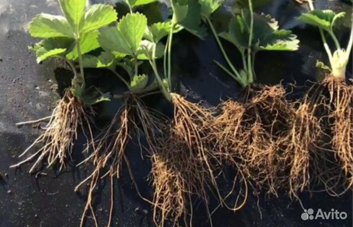 Рассада клубники Гигантелла максим