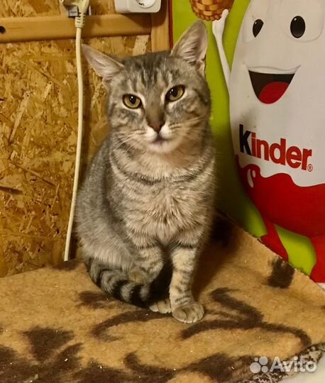 Кошечка Аделина ищет свой дом