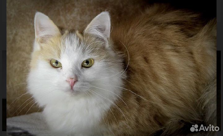 Кошка в дар