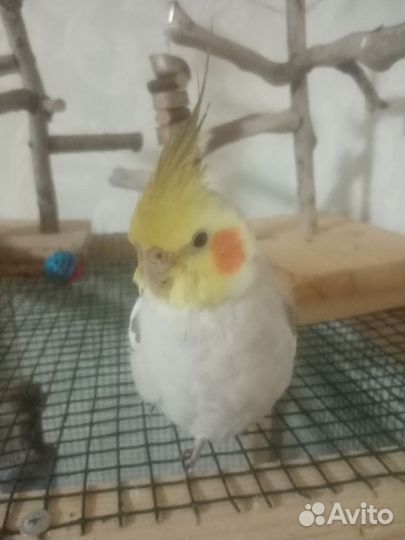 Попугай корелла мальчик