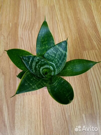 Сансевиерия сортовая 7