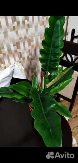 Филодендрон Нарроу Эскейп (Narrow Escape)