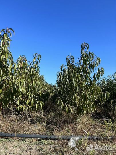 Саженцы персика в ассортименте