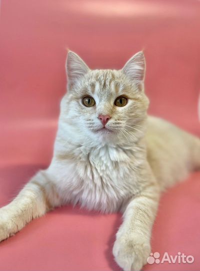 Котик в добрые руки