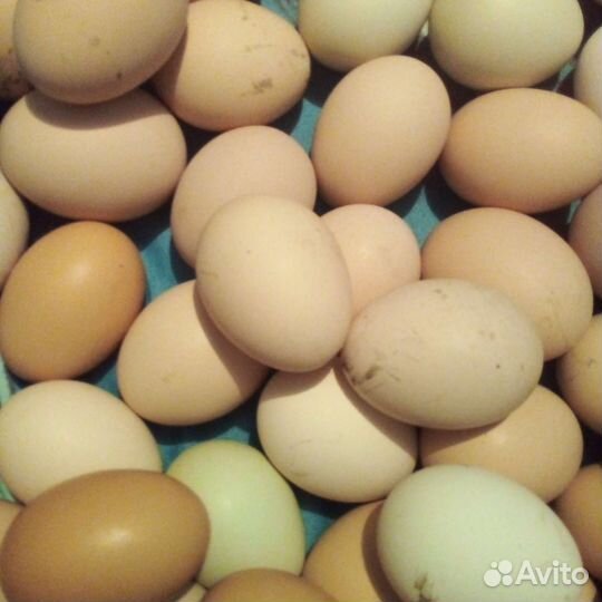 Инкубационное яйцо домашних кур, яйца на еду