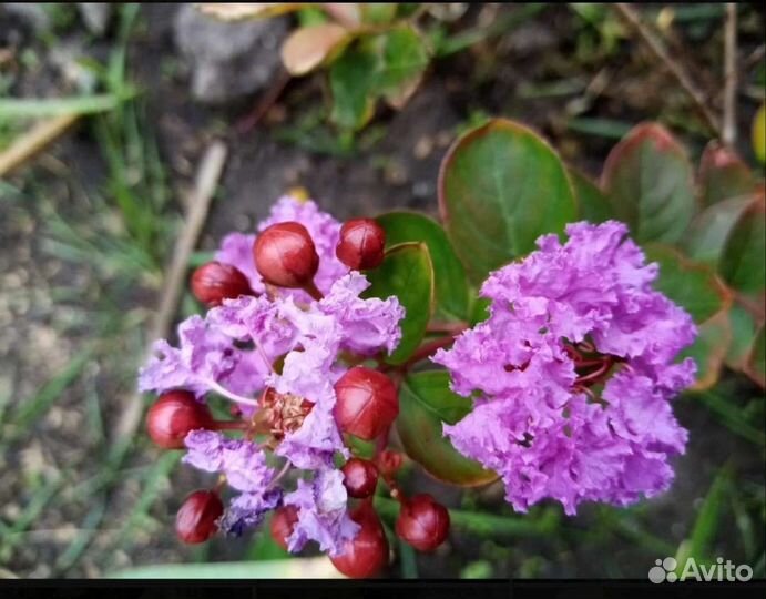 Лагерстремия