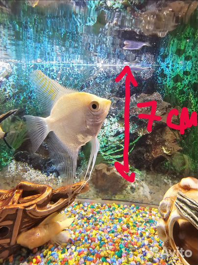 Скалярия платиновая