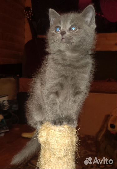 Кошка в дар
