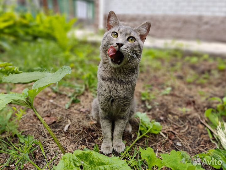 Кот Матроскин в поиске любящей семьи