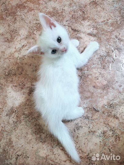 Кошка турецкая ангора