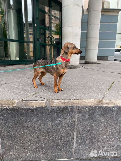 Маленькая собачка в дар