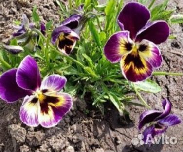 Фиалка садовая многолетняя