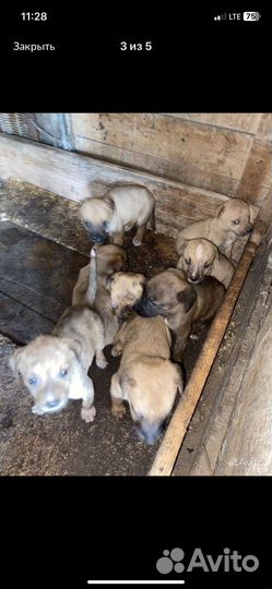 Алано эспаньол