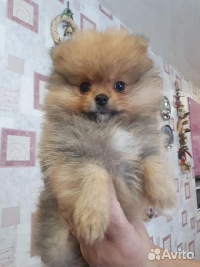 Щенки померанского шпица