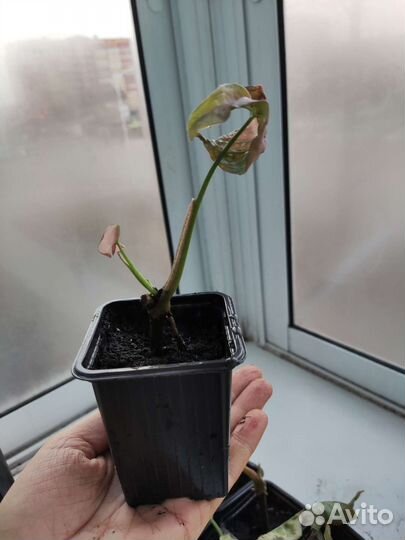 Сингониум neon пинк