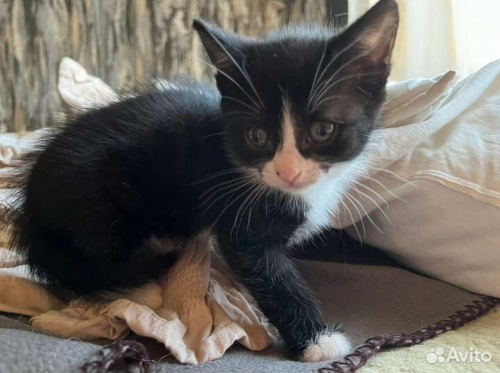 Домашний котёнок