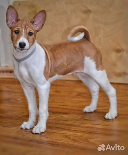 Щенки басенджи