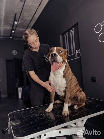 Помощник грумера (начинающий грумер)