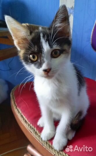 Карамелька в добрые руки