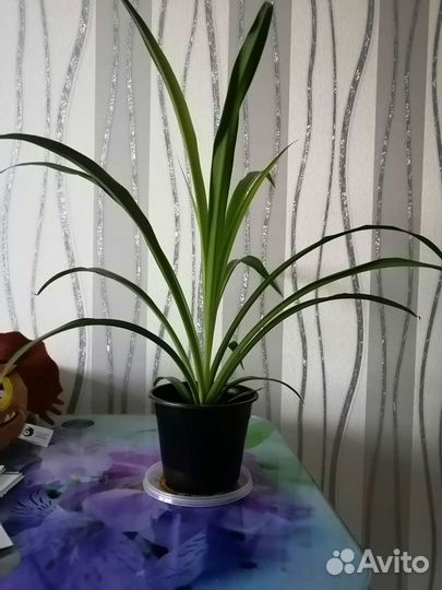 Хлорофитум