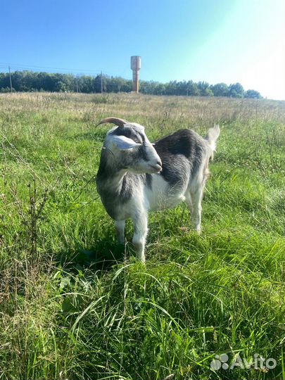 Коза заанинская