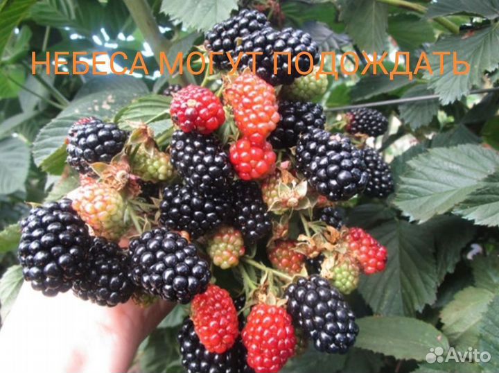 Саженцы ремонтантной малины и Ежевики