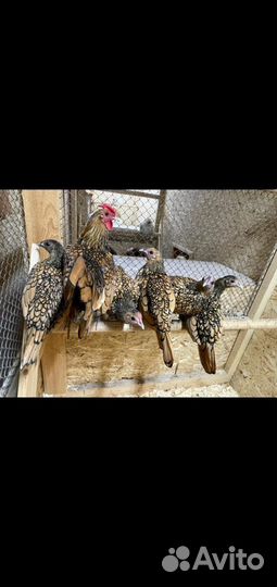 Породистые птицы