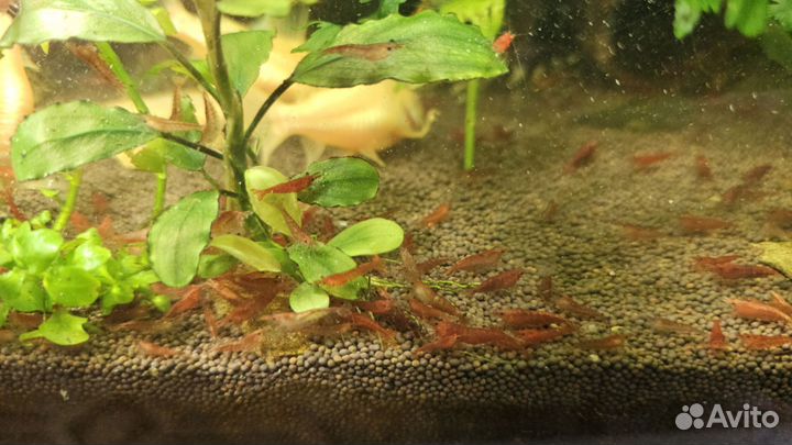 Креветки неокардины