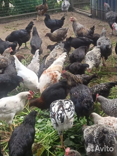 Куры несушки, молодые петушки
